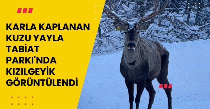 Karla kaplanan Kuzu Yayla Tabiat Parkı'nda kızılgeyik görüntülendi