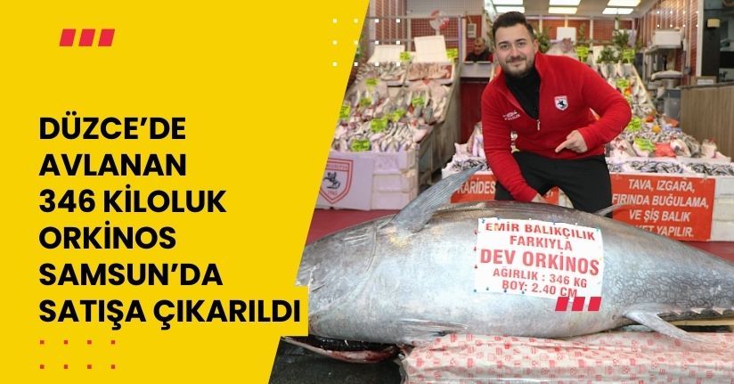 Düzce’de avlanan 346 kiloluk orkinos, Samsun’da satışa çıkarıldı