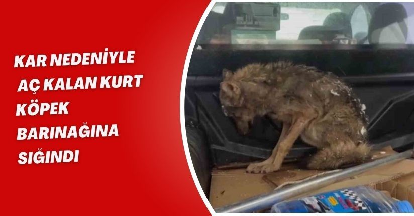 Kar nedeniyle aç kalan kurt, köpek barınağına sığındı