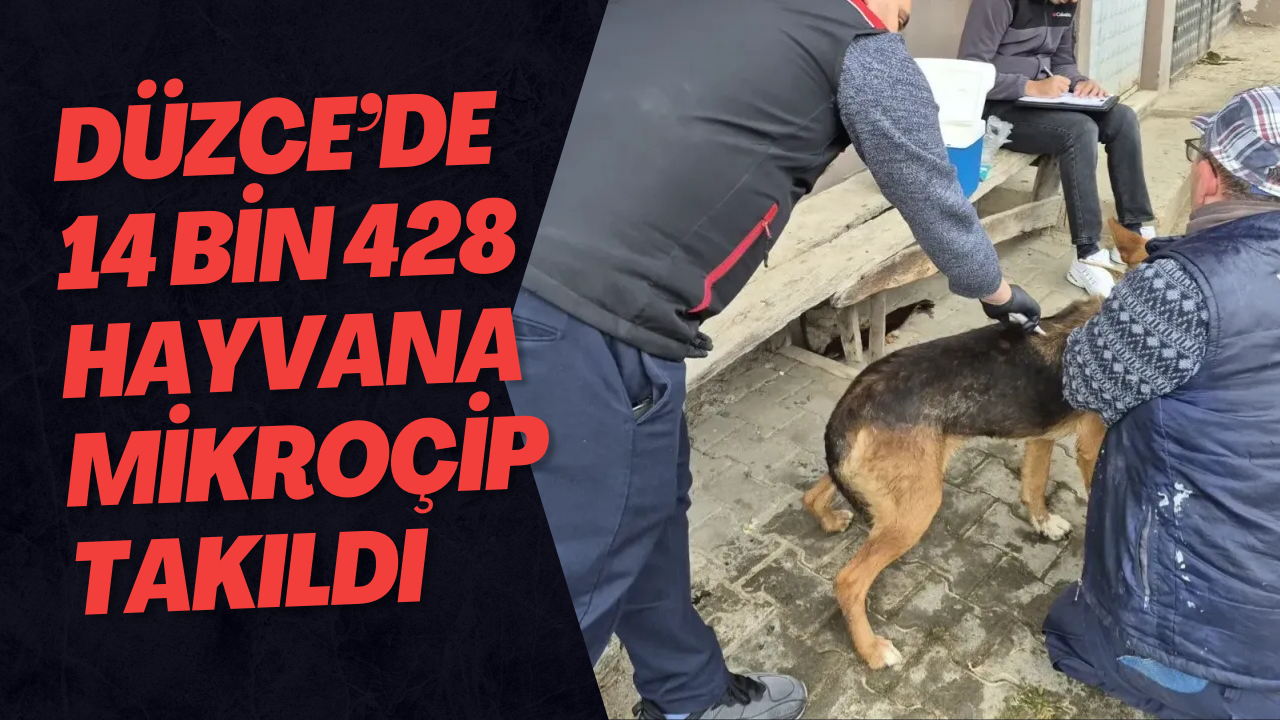 Düzce’de 14 Bin 428 Hayvana Mikroçip Takıldı