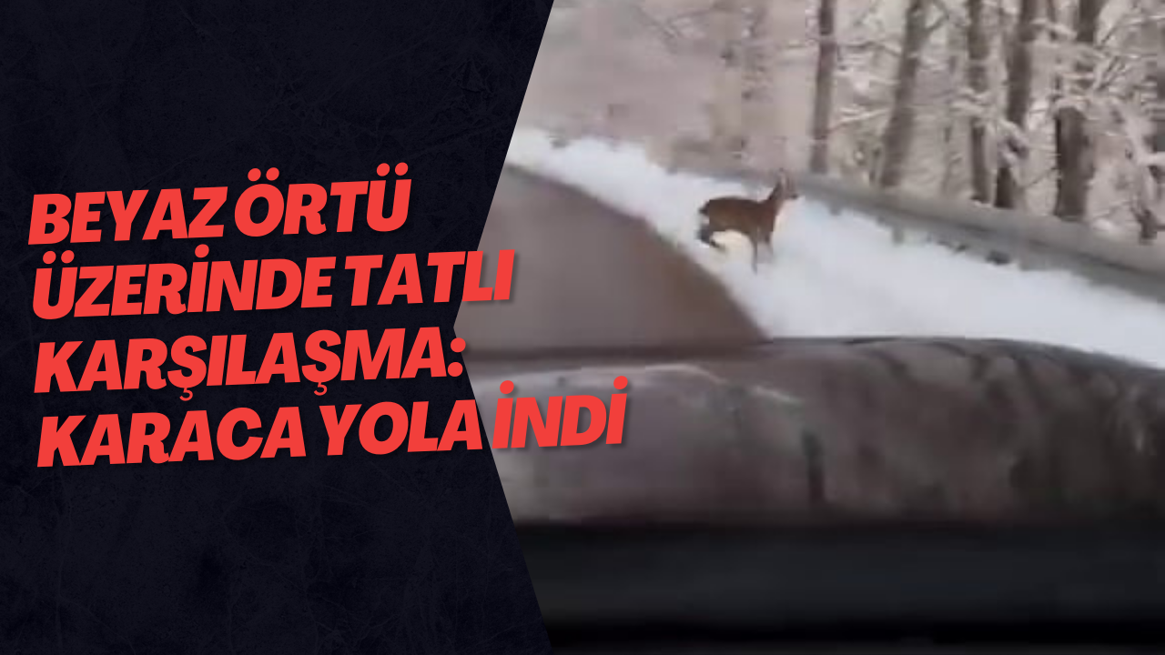 Beyaz Örtü Üzerinde Tatlı Karşılaşma: Karaca Yola İndi