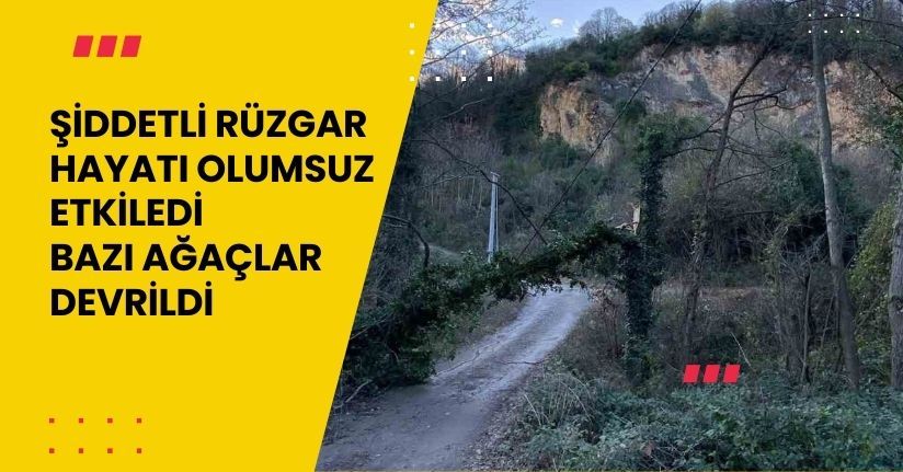 Şiddetli rüzgar hayatı olumsuz etkiledi, bazı ağaçlar devrildi