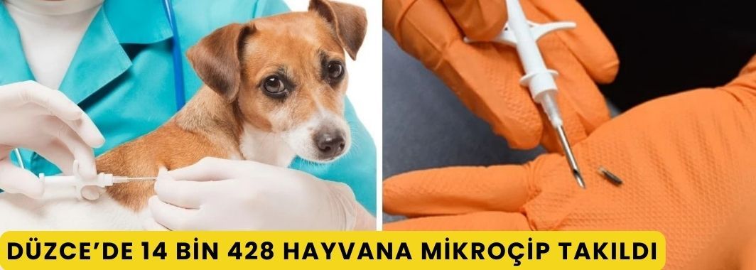 Düzce’de 14 Bin 428 Hayvana Mikroçip Takıldı