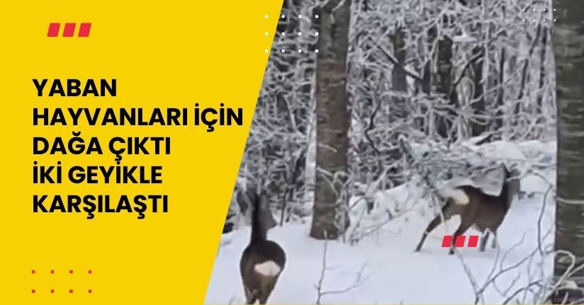 Yaban hayvanları için dağa çıktı, iki geyikle karşılaştı