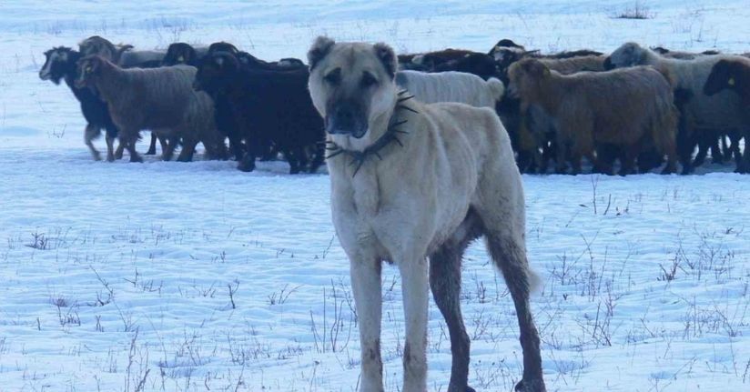 Atatürk’ün onayıyla Erzurum’dan okyanusu aşan köpekler