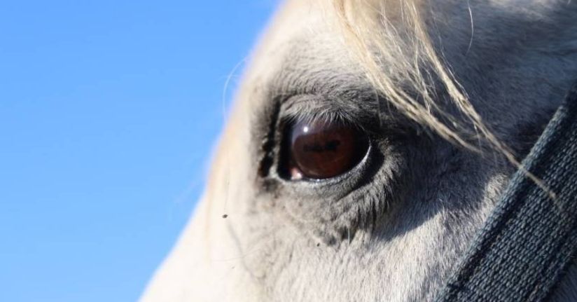 Adana milyonluk İngiliz ve Arap atlarının yetişme alanı oldu