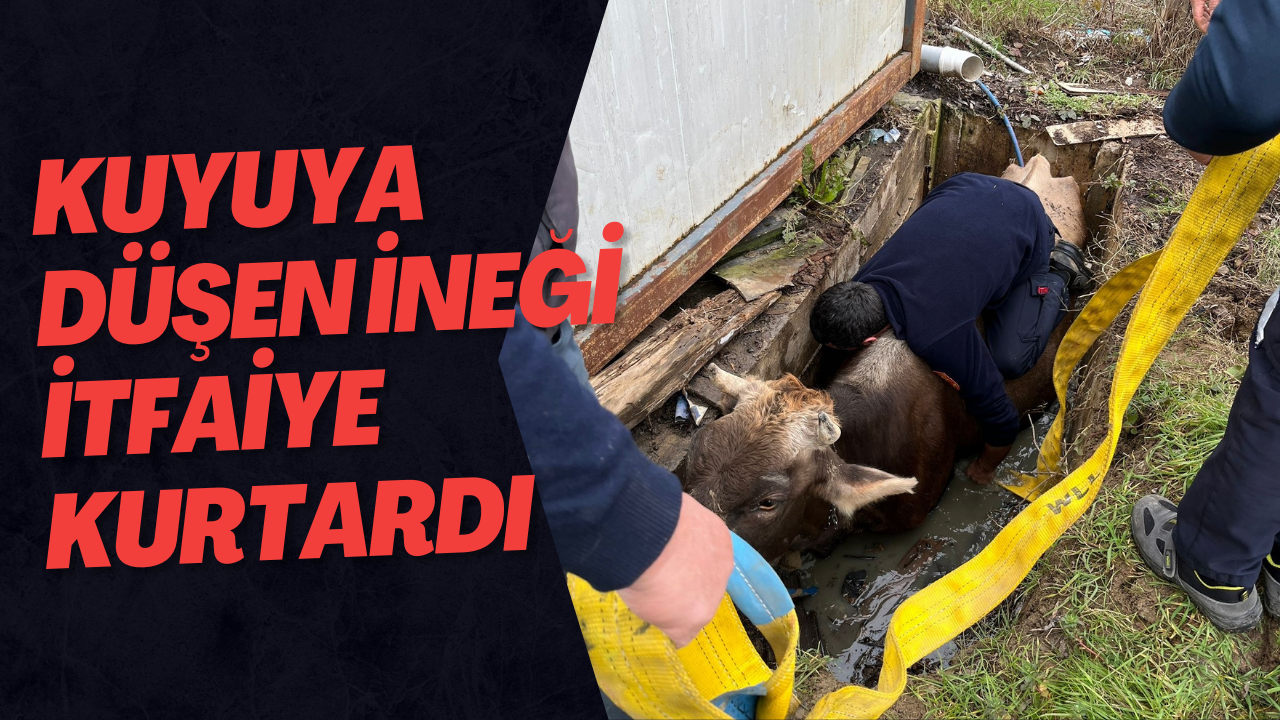 Kuyuya Düşen İneği İtfaiye Kurtardı
