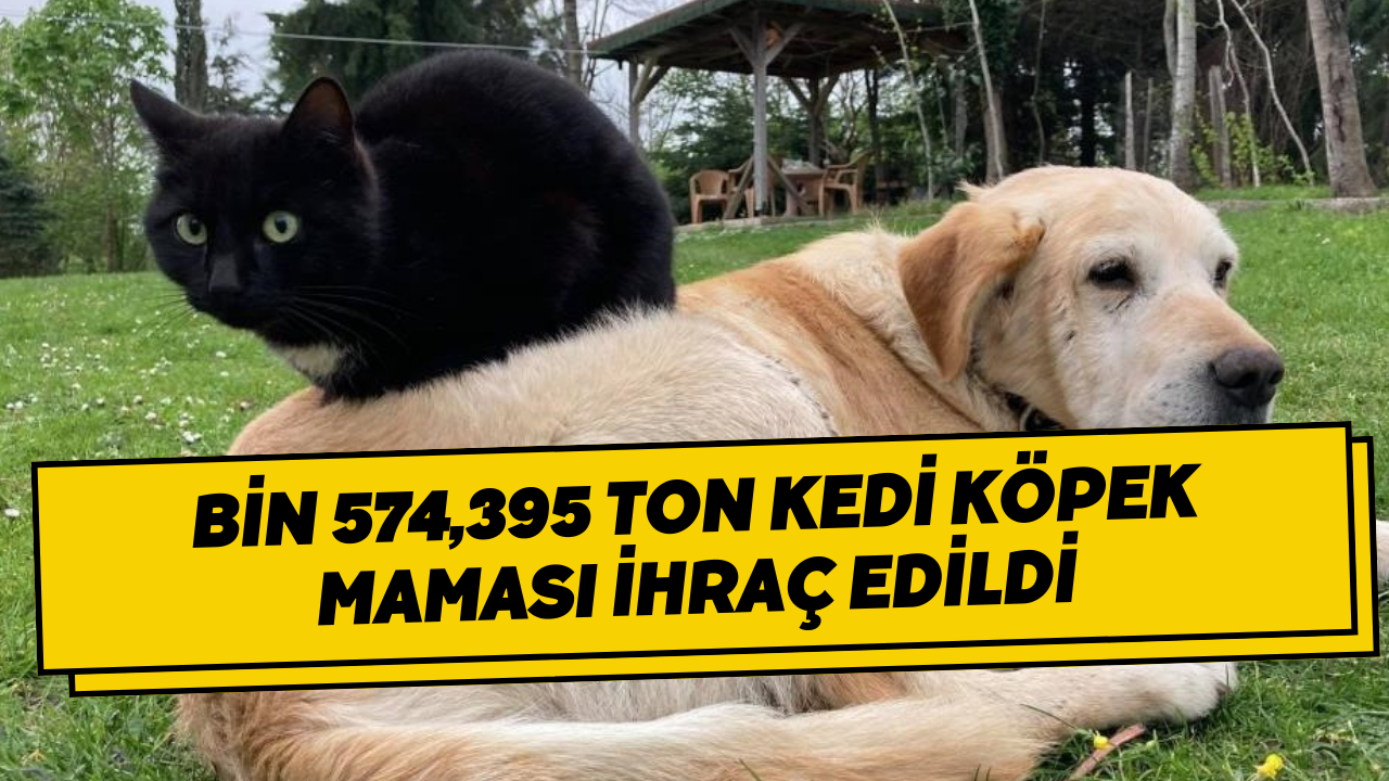 Bin 574,395 Ton Kedi Köpek Maması İhraç Edildi