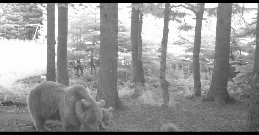 Yavru ayı zıplayarak ailesinin peşinden koştu