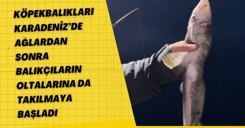 Köpekbalıkları Karadeniz’de ağlardan sonra balıkçıların oltalarına da takılmaya başladı