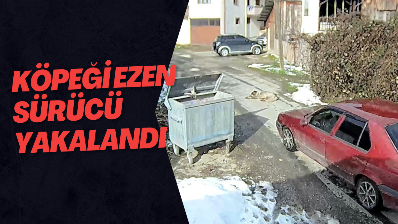 Köpeği Ezen Sürücü Yakalandı