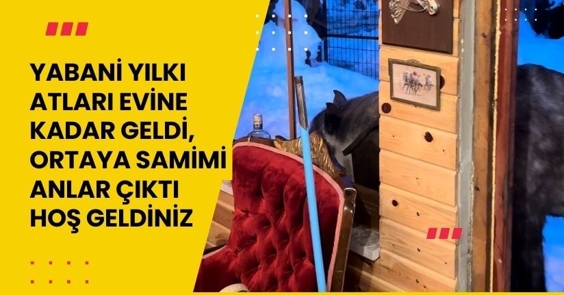 Yabani yılkı atları evine kadar geldi, ortaya samimi anlar çıktı: 