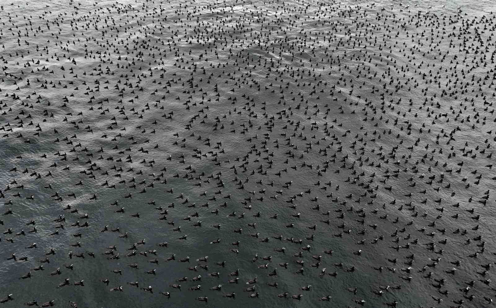 İstanbul’da dondurucu soğuk binlerce kuşu denizde bir araya getirdi