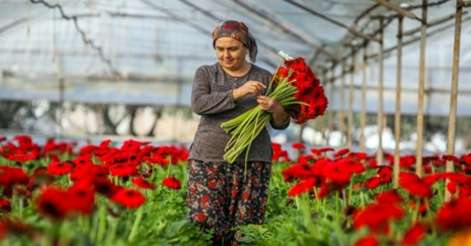 Antalya'da üretilen 850 milyon dal çiçeğin yüzde 75'i ihraç edildi