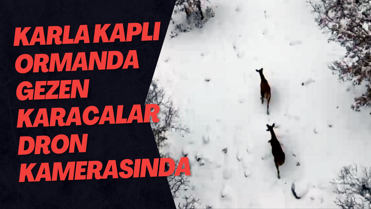 Karla Kaplı Ormanda Gezen Karacalar Dron Kamerasında