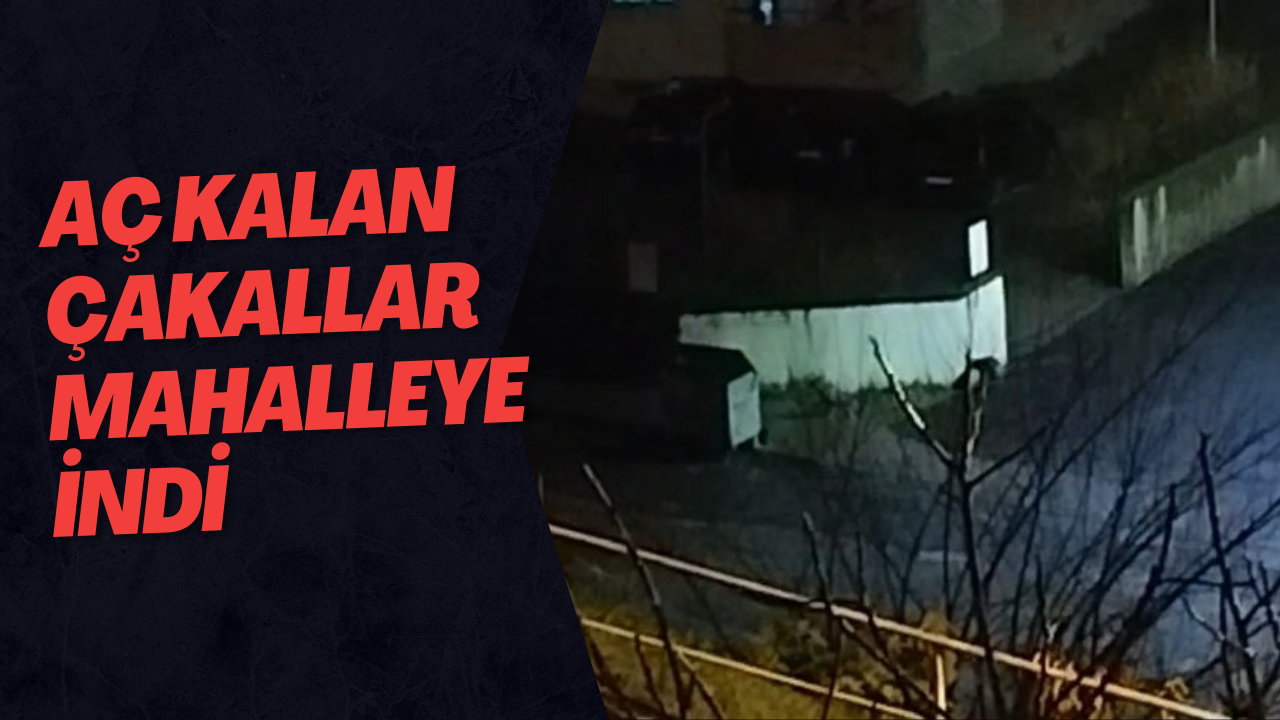 Aç Kalan Çakallar Mahalleye İndi