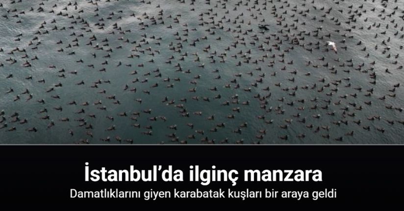 Damatlıklarını giyen karabatak kuşları İstanbul Boğazı’nda bir araya geldi