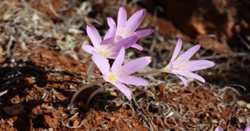 Endemik türü koparmanın cezası 699 bin 245 TL(