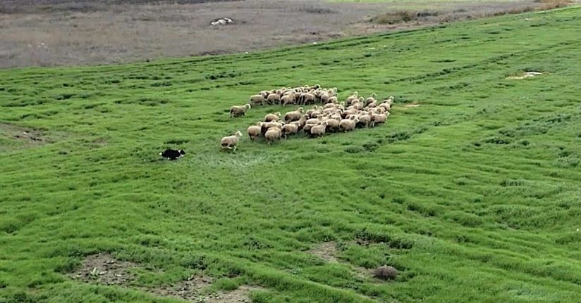 Kangal ve akbaştan sonra çobanlara hareketli ve heyecanlı yeni bir yardımcı geliyor