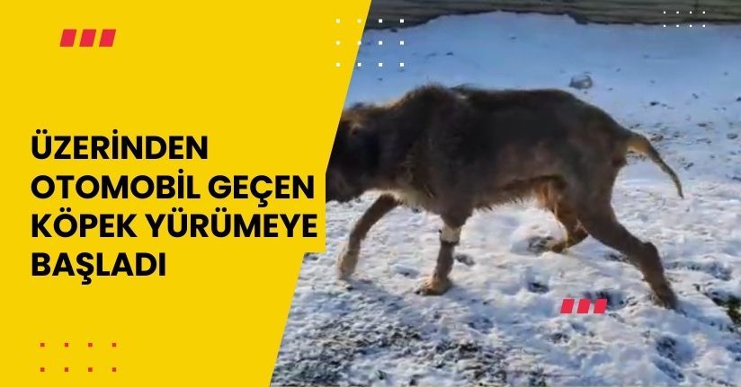 Üzerinden otomobil geçen köpek yürümeye başladı
