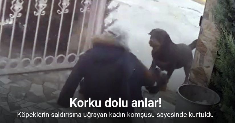 Ankara’da sahipsiz köpeklerin saldırısına uğrayan kadın komşusu sayesinde kurtuldu
