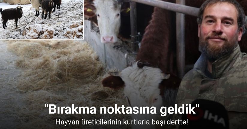 Hayvan üreticilerinin kurtlarla başı dertte