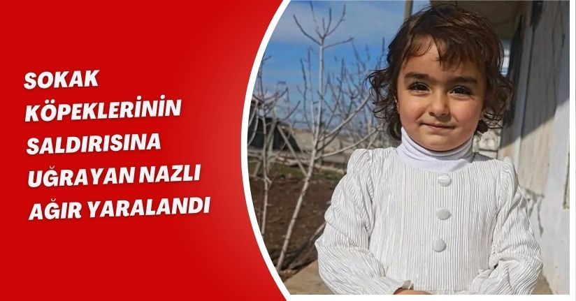 Sokak köpeklerinin saldırısına uğrayan Nazlı, ağır yaralandı