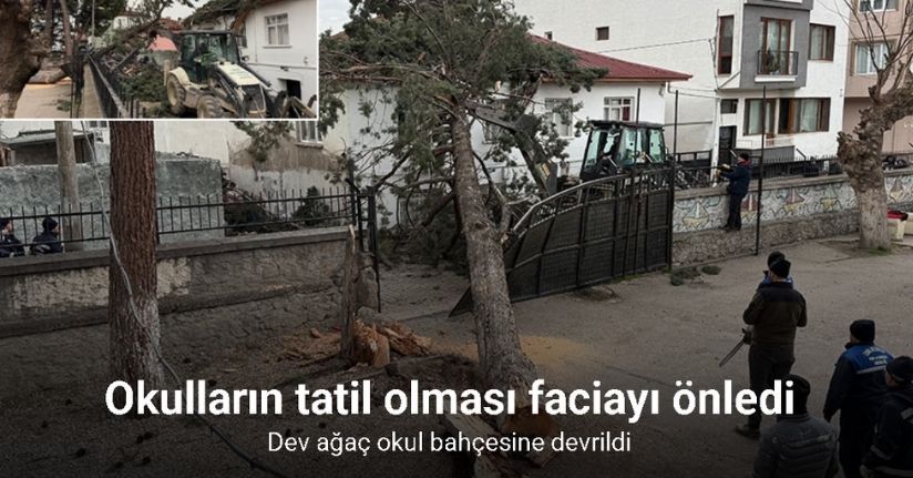 İznik’te okulların tatil olması faciayı önledi..Dev ağaç okul bahçesine devrildi