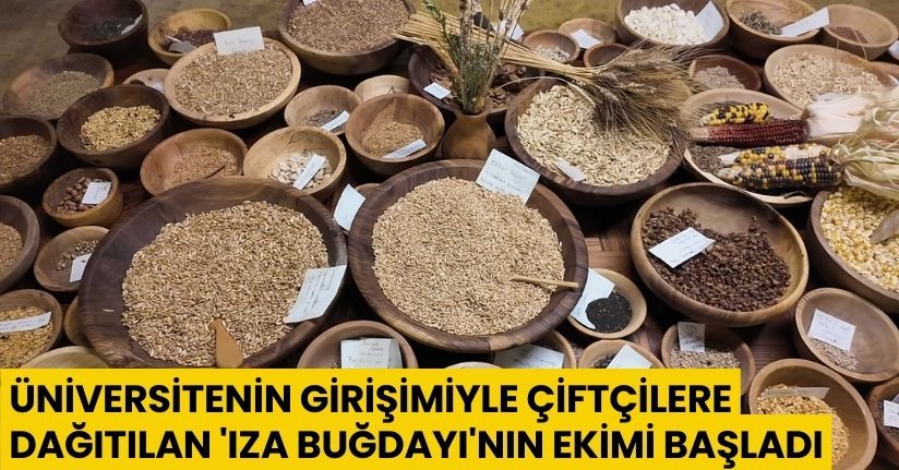Üniversitenin girişimiyle çiftçilere dağıtılan 'Iza buğdayı'nın ekimi başladı