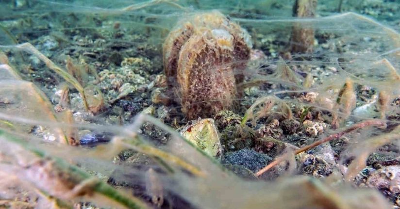 Pinalar son sığınağı Marmara’da çoğalıyor; umut oluyor