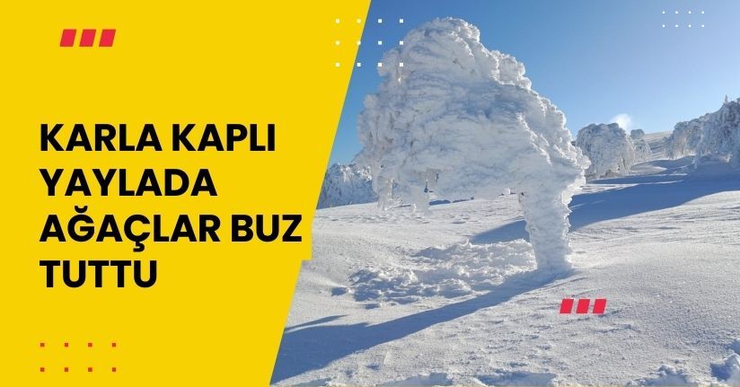 Karla kaplı yaylada ağaçlar buz tuttu