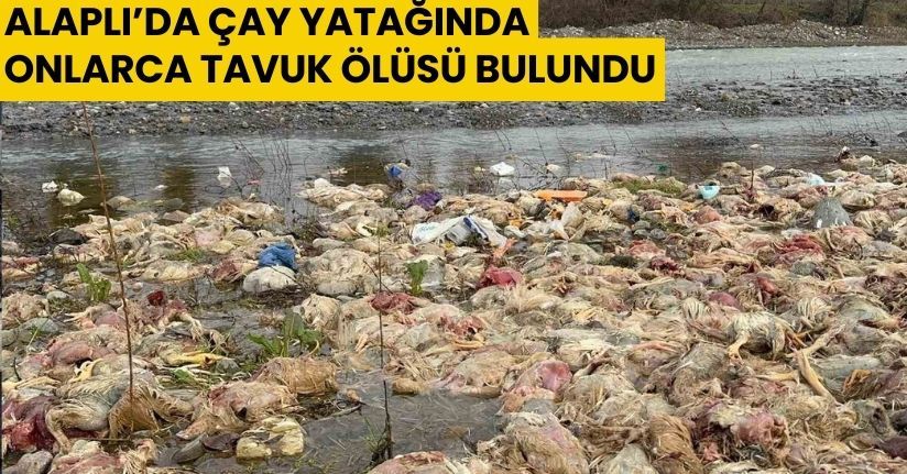 Alaplı’da çay yatağında onlarca tavuk ölüsü bulundu