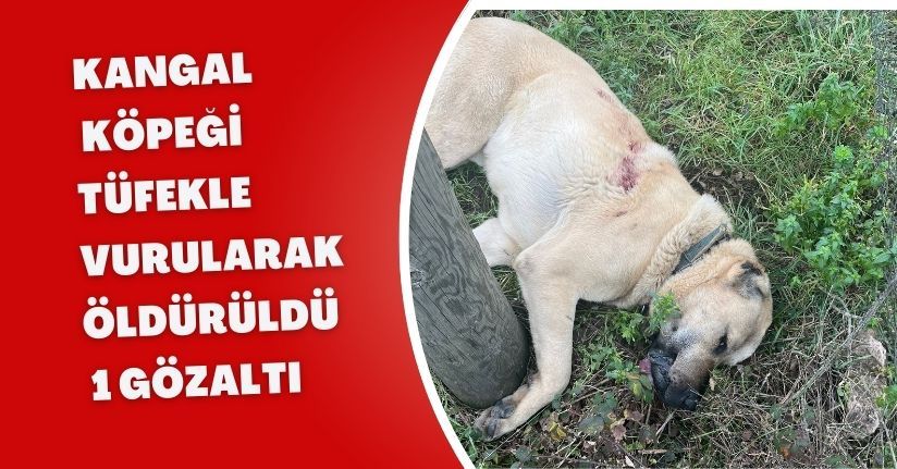 Kangal köpeği tüfekle vurularak öldürüldü: 1 gözaltı
