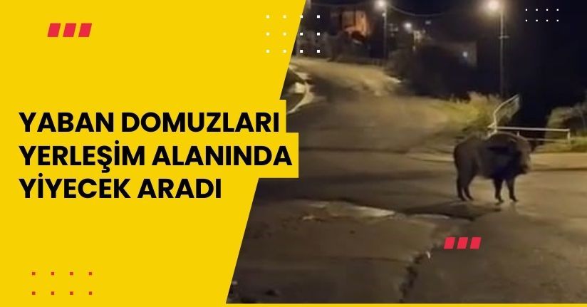 Yaban domuzları yerleşim alanında yiyecek aradı