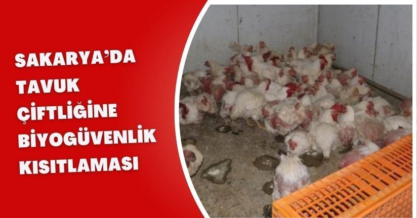 Sakarya’da tavuk çiftliğine biyogüvenlik kısıtlaması
