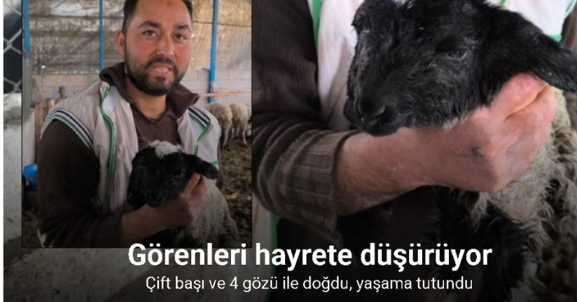 Çift başı ve 4 gözü ile doğan kuzu yaşama tutundu