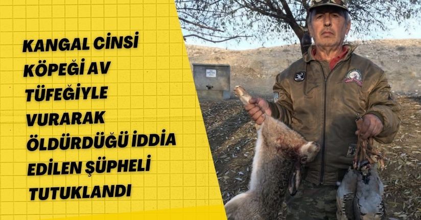 Kangal cinsi köpeği av tüfeğiyle vurarak öldürdüğü iddia edilen şüpheli tutuklandıKangal cinsi köpeği av tüfeğiyle vurarak öldürdüğü iddia edilen şüpheli tutuklandı