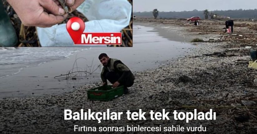 Mersin’de fırtına sonrası binlerce kargı midyesi sahile vurdu: Balıkçılar tek tek topladı