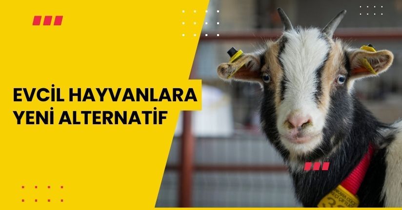 Kedi köpeğin yerini ‘cüce keçi’ alabilir