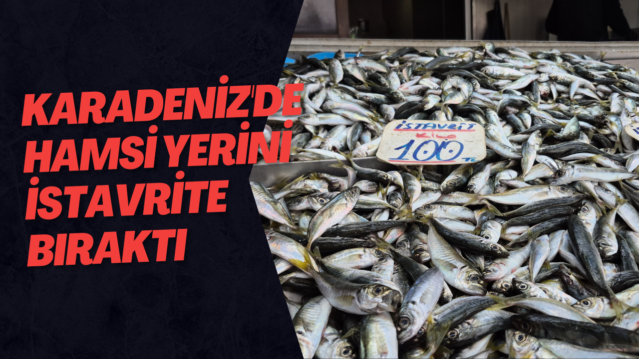 Karadeniz'de Hamsi Yerini İstavrite Bıraktı
