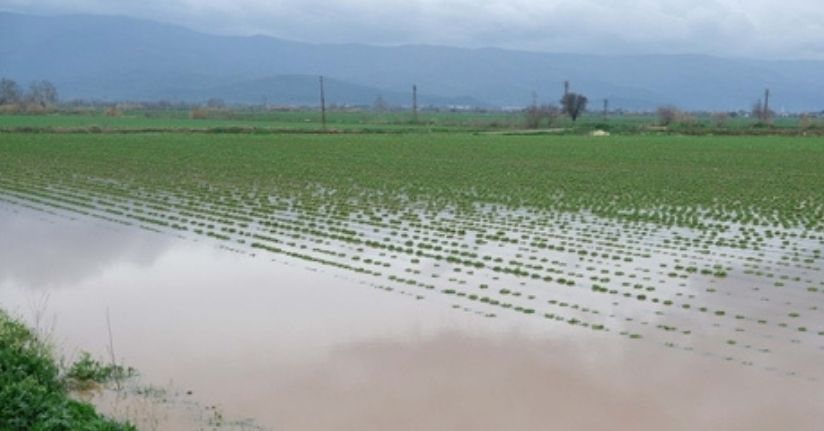 Küçük Menderes Nehri taştı; Ödemiş ilçesinde tarım alanları ve ahırları su bastı