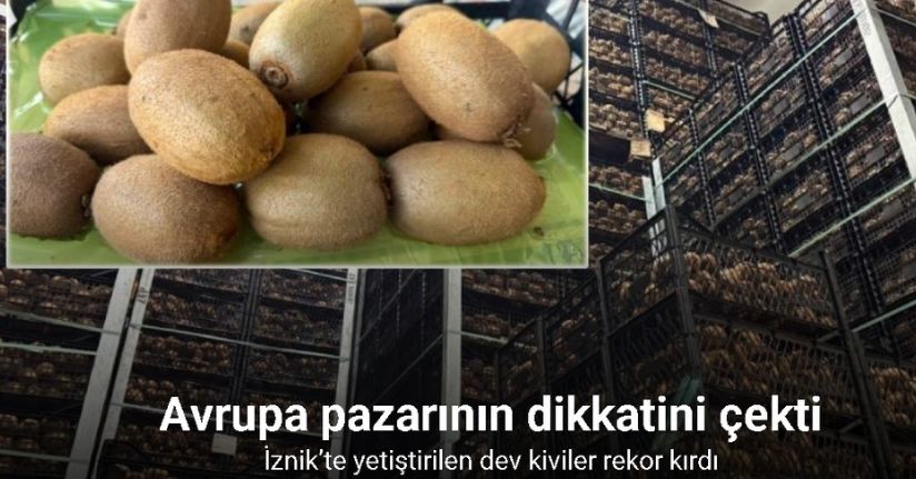 İznik’te yetiştirilen dev kiviler ağırlıklarıyla rekor kırdı, Avrupa pazarının dikkatini çekti