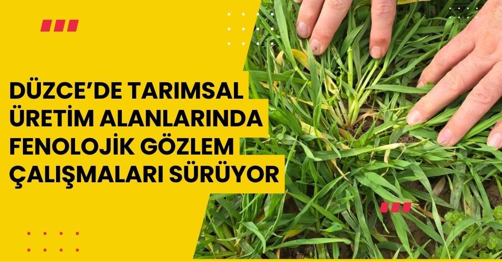 Düzce’de tarımsal üretim alanlarında fenolojik gözlem çalışmaları sürüyor