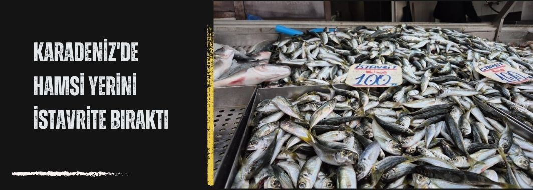 Karadeniz'de Hamsi Yerini İstavrite Bıraktı