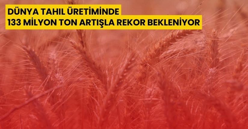 Dünya tahıl üretiminde 133 milyon ton artışla rekor bekleniyor