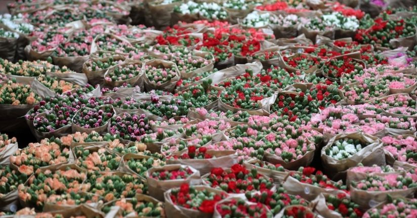 Antalya'dan 'Sevgililer Günü' için Avrupa'ya 75 milyon dal çiçek