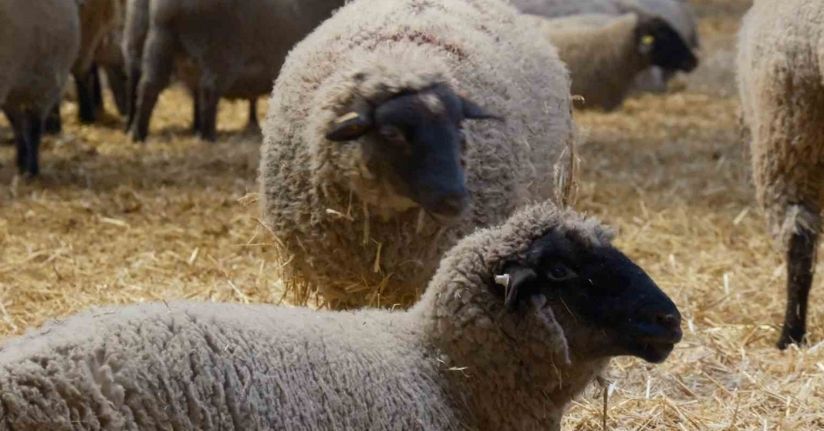 Yılların Merinos Koyunu’na yeni etçil rakip geldi: Bandırma Koyunu
