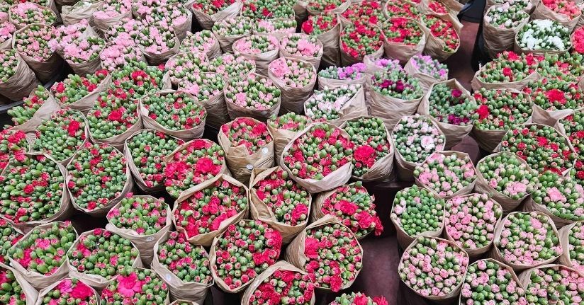 Türk çiçeğinde 160 milyon dolarlık ihracat rekoru