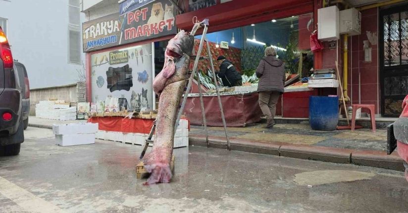 Taşkın dev balığı kıyıya attı: 102 kilo, 2.40 metre