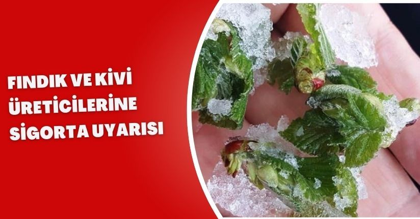Fındık ve kivi üreticilerine sigorta uyarısı